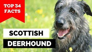 99% of Scottish Deerhound Owners Don't Know This