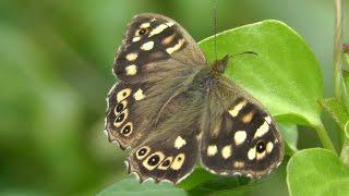 Speckled Wood Butterfly - Butterflies in Cornwall