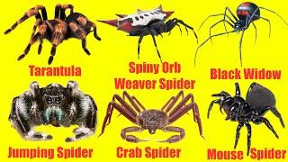 Discover new Animals: English names of spiders | Spiders for Children