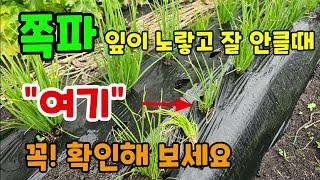 쪽파가 잘 크다가 잎이노랗고 시들어갈때 여기 꼭 확인해보세요 쪽파추비 잎끝마름 #쪽파키우기