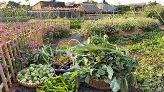 Harvesting fruits and vegetables on a farm on the outskirts of the city