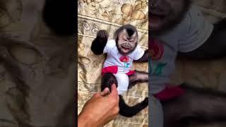 Funny monkey #reelsviral #trendingreels #shorts #trend  #tiktokviral #viral #dancechallenge