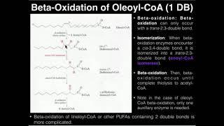 PUFAs: Beta-Oxidation of Oleic Acid (1 Double Bond)