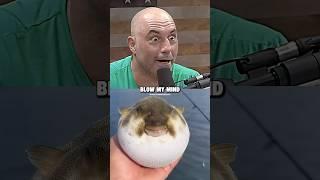 Joe Rogan was wrong about fishes  w/ Neil deGrasse Tyson