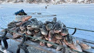 ЖЕСТЬ!! НАЛИМ ГИГАНТ ПОЕДАТЕЛЬ ЩУК ПОЙМАН! Вот это рыбалка!