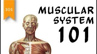 Muscular System 101 - The Human Muscular System and Types of Muscles - FreeSchool 101