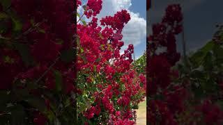 6 Crape Myrtles To Add Color