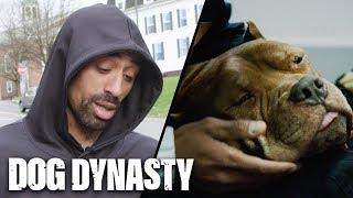 RIP The King Of The Pitbulls | DOG DYNASTY