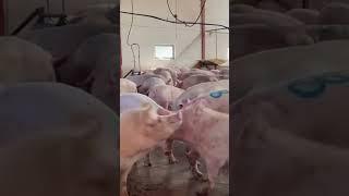 massive pig fight #shorts #pigs #epicmamachinery #pigfight #farm