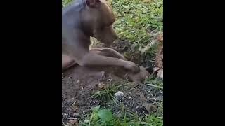 They both are angry || Funny moment  || World of animals 007 #pitbull #shorts