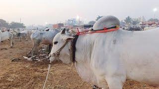 pebbair market-pebbair santha-oxen market in pebbair-bulls market in telangana-pebbair videos-oxen-