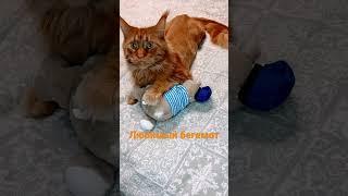 Мейн-кун Бося! #коты #мейнкуны