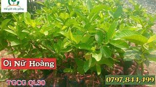 Ổi Nữ Hoàng. Cho trái sớm. Cây giống cực đẹp. 0797.844.499