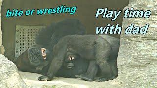 Gorilla D'jeeco played bite and wrestling game with sons in the cave./Jabali 跟 Ringo和爸爸在山洞裡打打鬧鬧