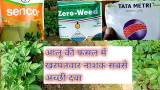 आलू की फसल में खरपतवार नियंत्रण कैसे करें‌।।How to control weed in potato farming।#आलू की खेती!!