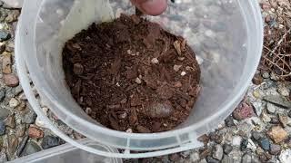 Witchetty grub cage set up and care