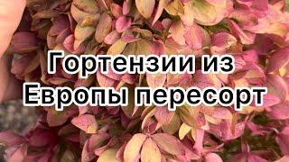 Открыт прием заказов на весну 2025 гортензии окс из Европы ️89509999994  ссылка на сайт в описании