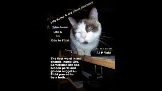 Ode to Floki the Cat. LIFE, Home & my Linux Journeys' Not an Arch Video