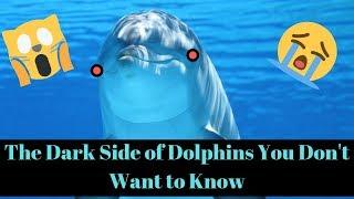 The Dark Side of Dolphins You Don't Want To Know