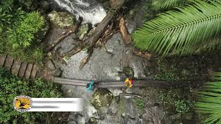 Sounds of nature: Gondwana Rainforests of Australia | #NSWParks
