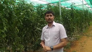 AkhyaAgriSolutions