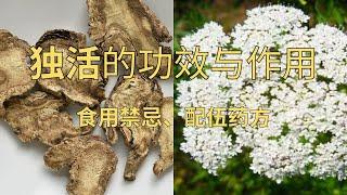 独活的功效与作用，独活的食用禁忌，独活的药方#中药 #草药 #独活#风湿#腰膝疼痛