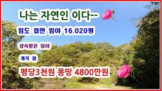 [급매] 임도 접하고 계곡접한 땅 16020평의 땅이 평당3천원에 나왔네요 - 몽땅4800만원 넘 멋진 매도금액입니다