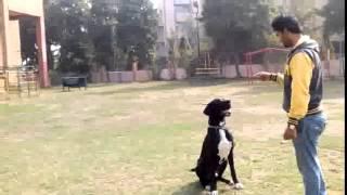 Great dane Rambo..fully trained