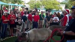 Real Reindeer available in Florida? Birchmore Group 407-478-1616