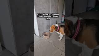 There are two types of beagle dogs #beaglelove #pethumor #doggolife #dogcomedy