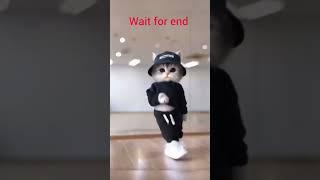 Cats dancing @#youtube#viralvideo#kidsland786#viralcats@#