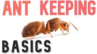 How To START Ant Keeping