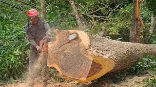 Excellent‼️cutting a super long trembesi tree