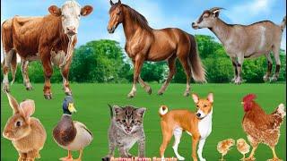 Most Familiar Animals: Rabbit, Cow, Cat, Duck, Dog, Chicken - Animal Videos