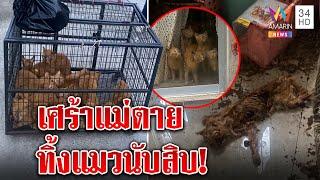 สลดแมวส้มนับสิบถูกทิ้ง อดตายคาบ้าน เจ้าของอ้างแม่ตายเสียใจไม่ว่างดูแล|ทุบโต๊ะข่าว|22/03/65