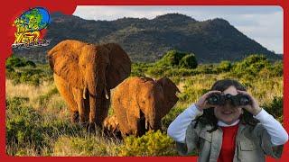  Caring for Elephants & Exploring Safaris!  Fun & Learning for Kids! | Are We There Yet?