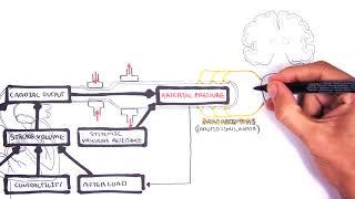 Regulation of Cardiac Output and Mean Arterial Pressure relationships.