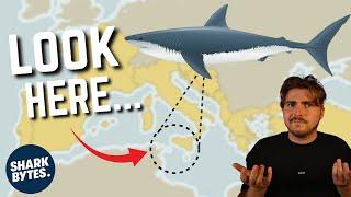 Where are all the Mediterranean White sharks?