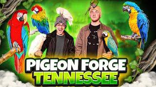 Exploring PIGEON FORGE Tennessee with Andrew McGrath