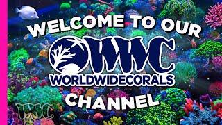 Welcome to World Wide Corals - Subscribe For More Videos!