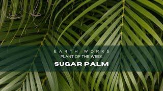 Dwarf Sugar Palm Secrets: Cold Hardy Tropical Beauty!