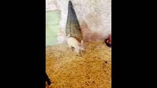 Bouncing Baby Goat!  The Happiest Little Jumper You’ll Ever See! #cutefarmanimal #animals #cute