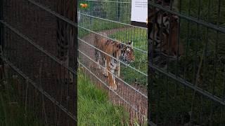 #Zoo series 4 #Tiger #reading #uk #mystories #ytshorts #shorts