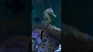 SEAHORSE - what a wonderful underwater creature #aquarium #relaxing #sea