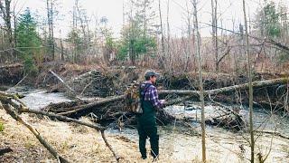 Brook Trout Creek Fishing MN