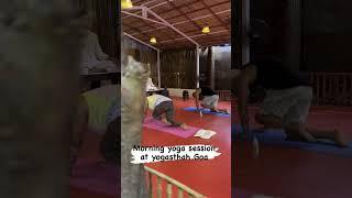 Morning Yoga Sessions At Yogasthah