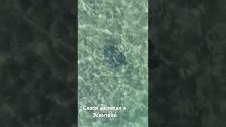 Сезон чеперах на Северном Кипре. Июнь пляж Алагади в Эсентепе #живемнакипре #черепахи #алагади #пляж