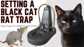 Black Cat Rat Traps are awesome to catch a rat that is hard to trap! How to set a Black Cat trap.