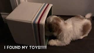 Shih Tzu Puppy | First week at home