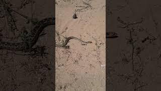 I ran into another Non Poisonous Snake  this one was long.